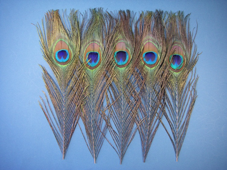 Peacock Eye Sticks